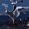 空中飞板砖