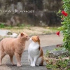 南方-