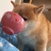 少碗饭呐