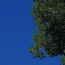 花拿拿