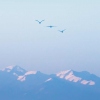 Lohia619