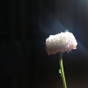 记尘