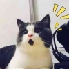 巴布尔