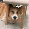 啊饼饼
