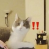 yehei-abu