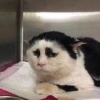 你的猫叫李白