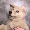 单人青