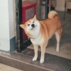SOUSHOU