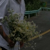 .那些花儿