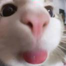 莱茵河
