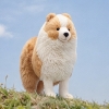 鹿LUMI