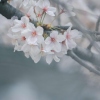 YUKICHI