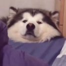 橙仔