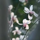 炭烧咖啡