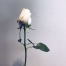 仓央