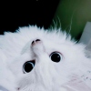 AfraJJJ