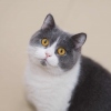 无名的猫
