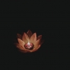 南城花落