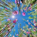 花园路口