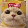 大笨猪