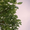 SemiPixels