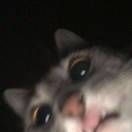 鸡猪侠.