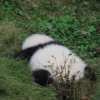 YangTaoPier