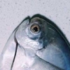 Hyggemoon