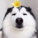 子不知鱼
