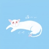 十字街头的猫