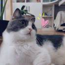 坚果