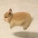 郊菟子