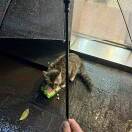 挖番茄的猫