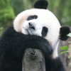 熊猫超元气boy