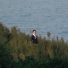 吴生姜
