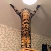 鸡汤漫灌