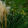Amare