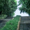 枫雨行